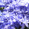 紫陽花（ブルースカイ？）