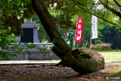 木はまた昇る