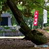 木はまた昇る