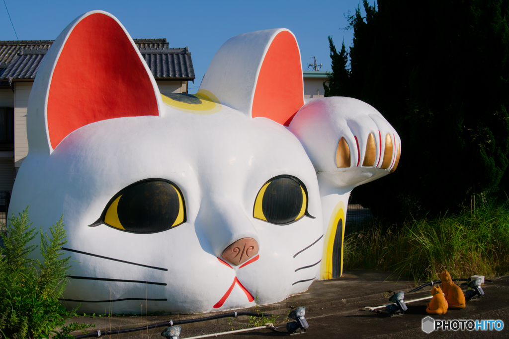 とこなめ見守り猫を見守る２匹の猫