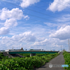 夏の雑草は伸びるのが早い