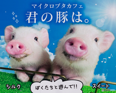マイクロブタ