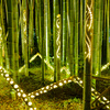 光の竹迷宮