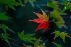 紅一点