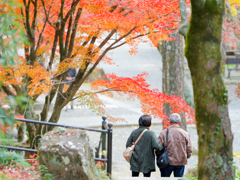 12月過ぎの紅葉狩り