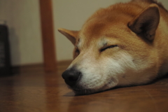 しばいぬ