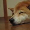 しばいぬ