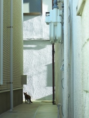 朝の猫ちゃん