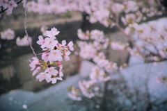 夕暮れの桜