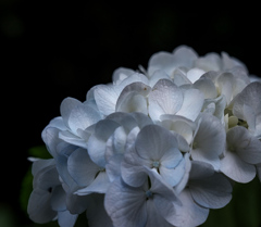 庭の紫陽花