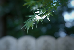氏神さんの参道にて