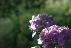 終わりかけの紫陽花