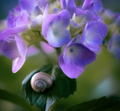 紫陽花とカタツムリ