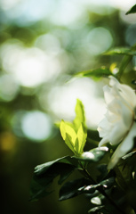 くちなしの花