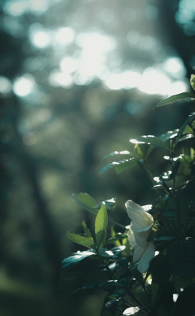 おはようございます