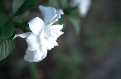 くちなしの花