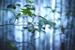 竹林の中で