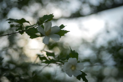 何の花かな