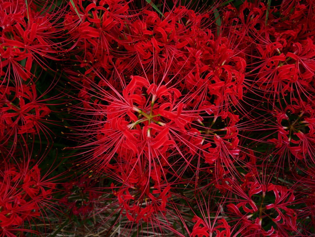 彼岸花