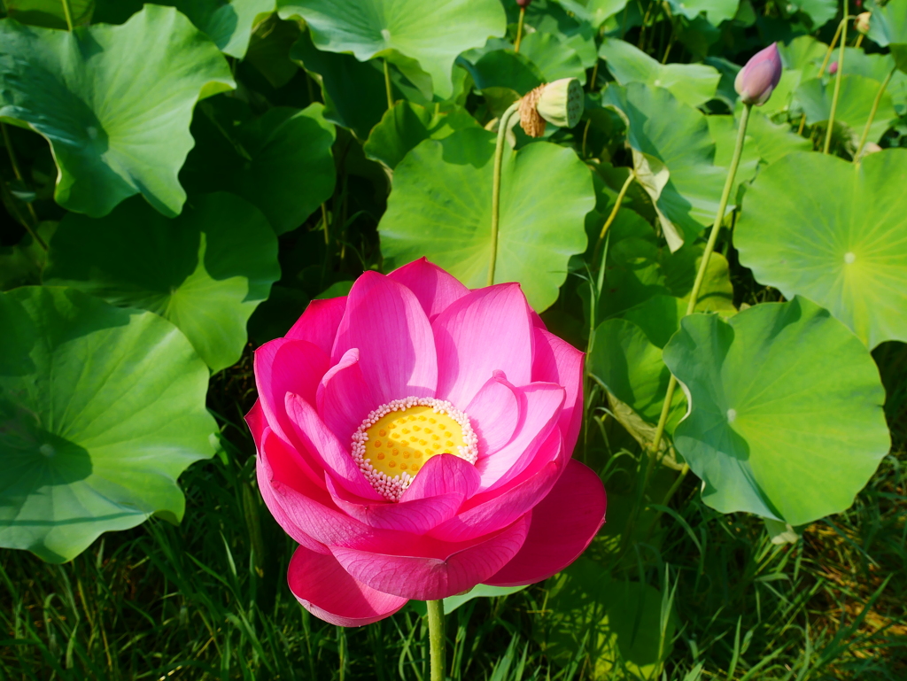 生まれたての蓮の花
