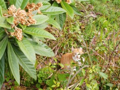 ビワの木の下のにゃんこ