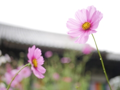 秋桜