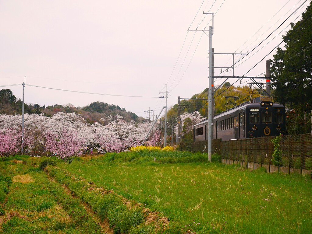 たま電車