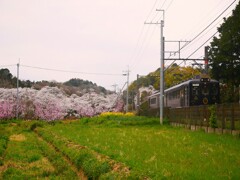 たま電車