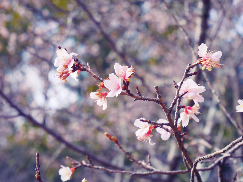 冬桜