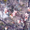冬桜
