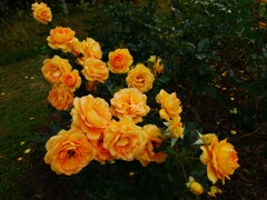 秋薔薇