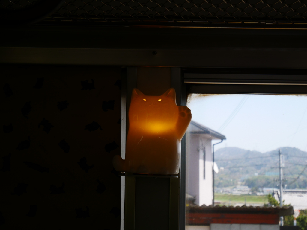 今日は猫の日