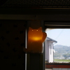 今日は猫の日