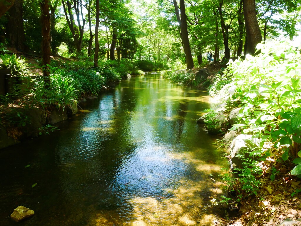 あじさい園の中を流れる小川