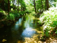 あじさい園の中を流れる小川