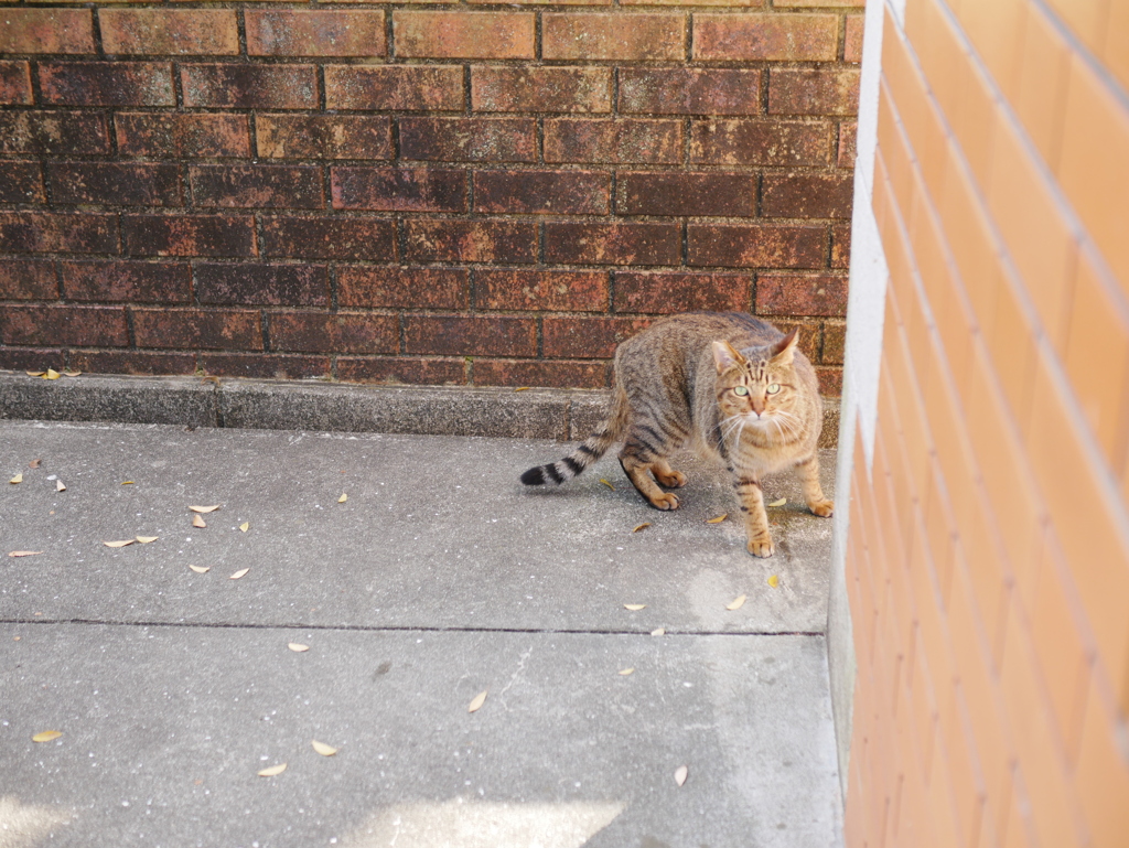 お久しぶりです