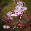 いよいよ桜の季節到来