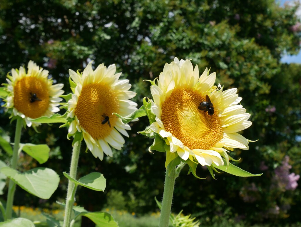 ヒマワリ3姉妹