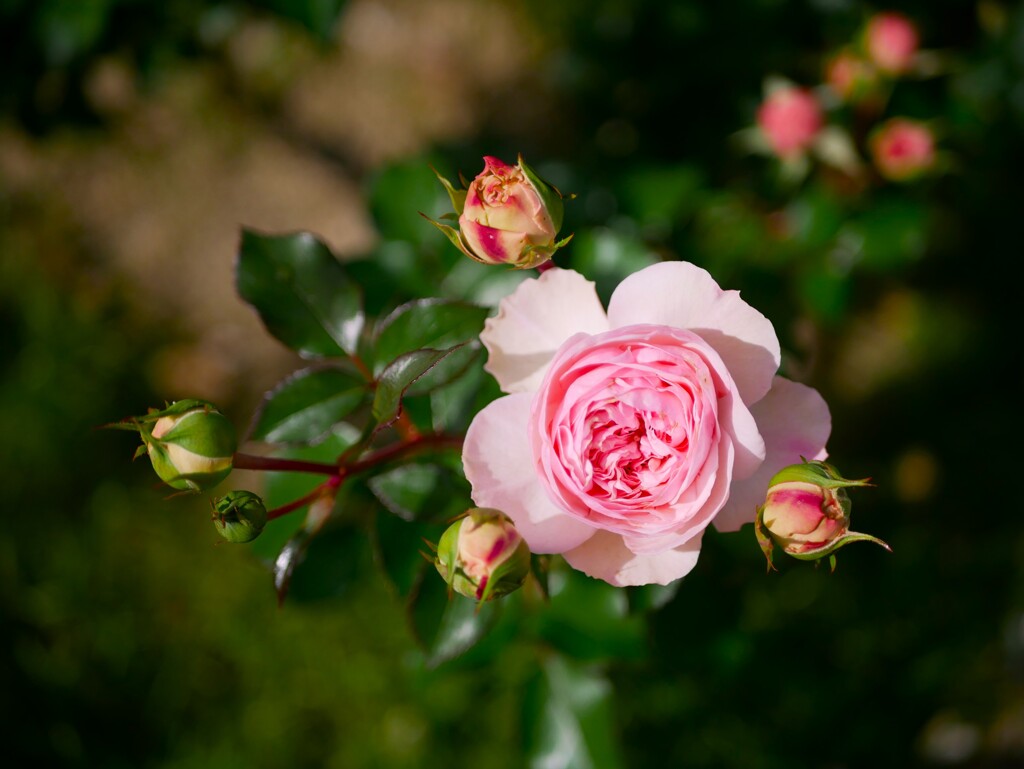 薔薇