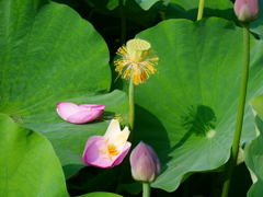 花弁が散って