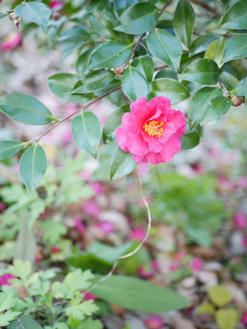 山茶花