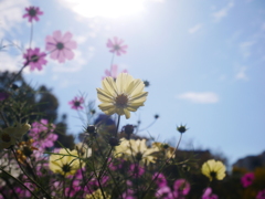 晩秋のコスモス