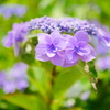 あじさい ８
