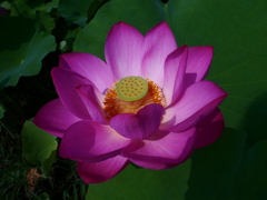 蓮花