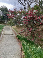 水仙郷の山茶花