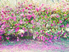 今年はサザンカ当たり年