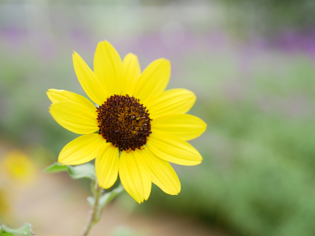 小さなひまわり