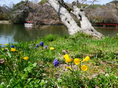 池の畔のナルキッスス