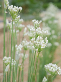 にらの花