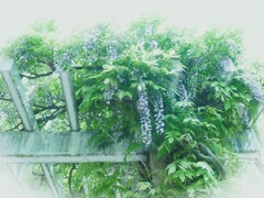 藤